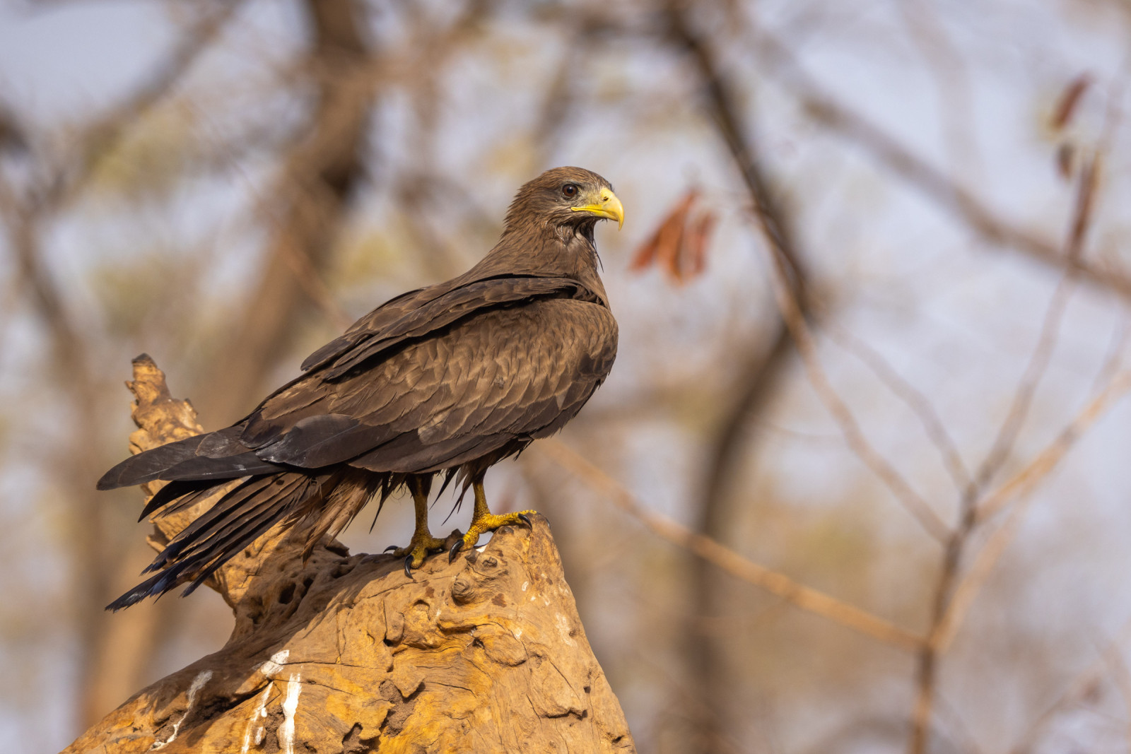 image Yellow-billed Kite